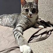 Kaponk participe au concours pour gagner de l'argent avec cette photo : cat, tabby_cat, feline, pet, indoor, couch, fabric, paw, whiskers, fur, relaxed, resting, beige, closeup, texture, animal, mammal, cute, home, comfort