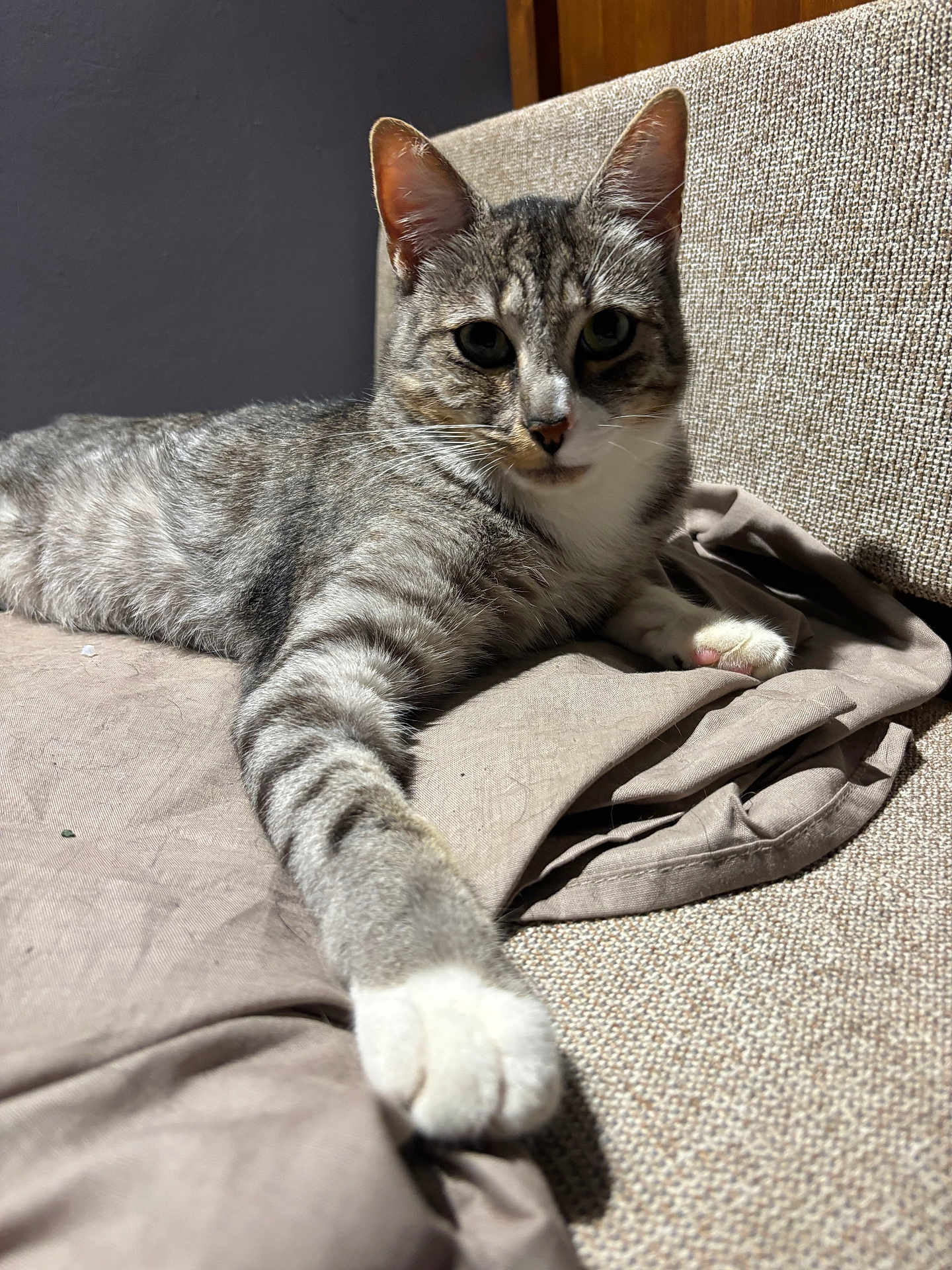 Kaponk participe au concours pour gagner de l'argent avec cette photo : cat, tabby_cat, feline, pet, indoor, couch, fabric, paw, whiskers, fur, relaxed, resting, beige, closeup, texture, animal, mammal, cute, home, comfort