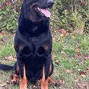 O Neil a rejoint le concours — aidez-le/la à gagner de superbes lots ! rottweiler, dog, canine, outdoor, grass, greenery, bushes, tongue_out, happy, pet, animal, sitting, nature, mammal, fur, black_and_tan, ears, paw, alert, companion