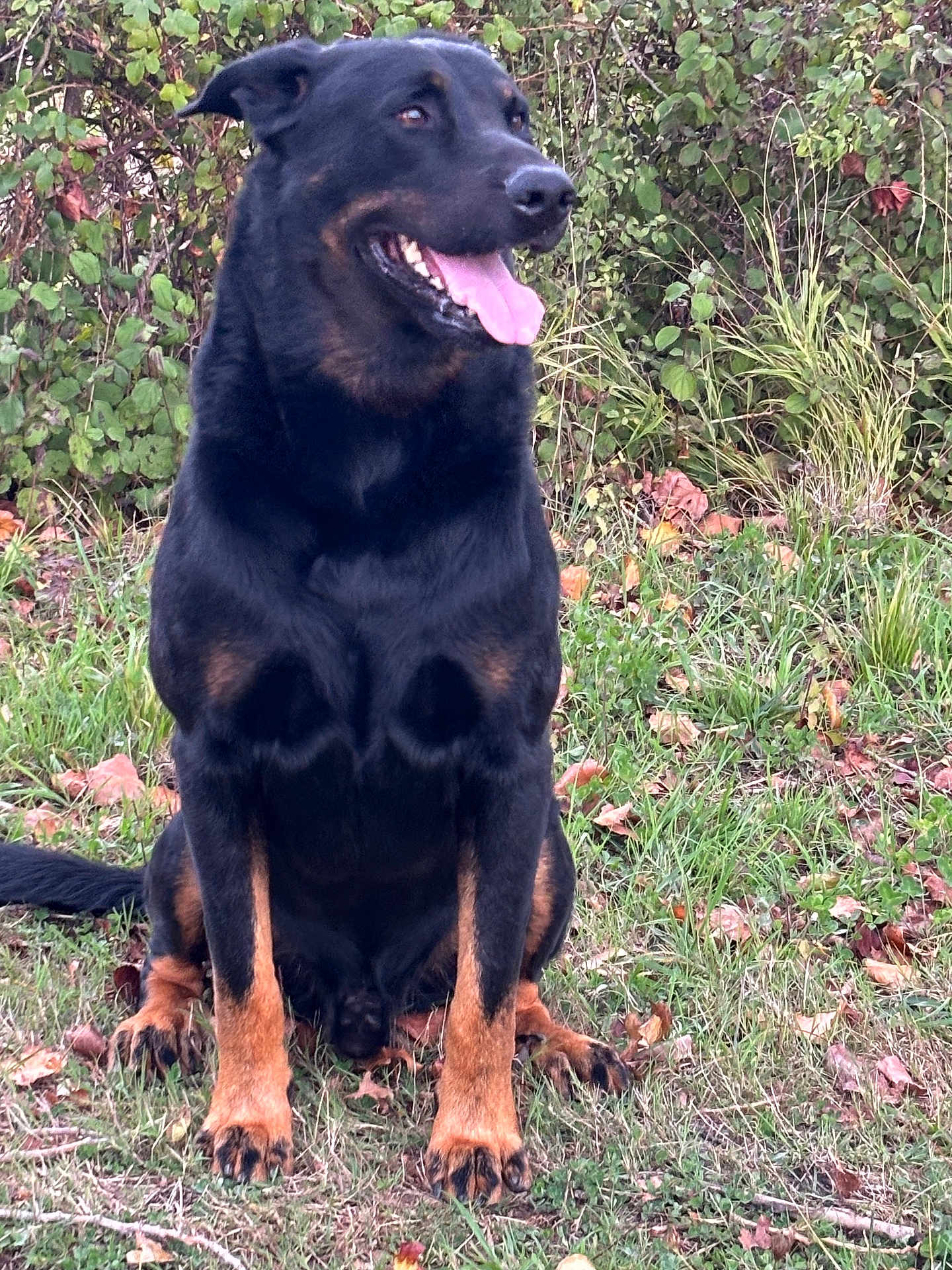 O Neil a rejoint le concours — aidez-le/la à gagner de superbes lots ! rottweiler, dog, canine, outdoor, grass, greenery, bushes, tongue_out, happy, pet, animal, sitting, nature, mammal, fur, black_and_tan, ears, paw, alert, companion