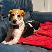 Groot a rejoint le concours — aidez-le/la à gagner de superbes lots ! animal, architecture, armchair, beagle, blanket, building, canine, chair, couch, cushion, dog, furniture, homedecor, hound, indoors, interiordesign, livingroom, pet, puppy, room