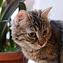 Bellita participe au concours pour gagner de l'argent avec cette photo : abyssinian, animal, cat, cookware, hardwood, kitten, manx, pet, plant, pot, pottedplant, wood