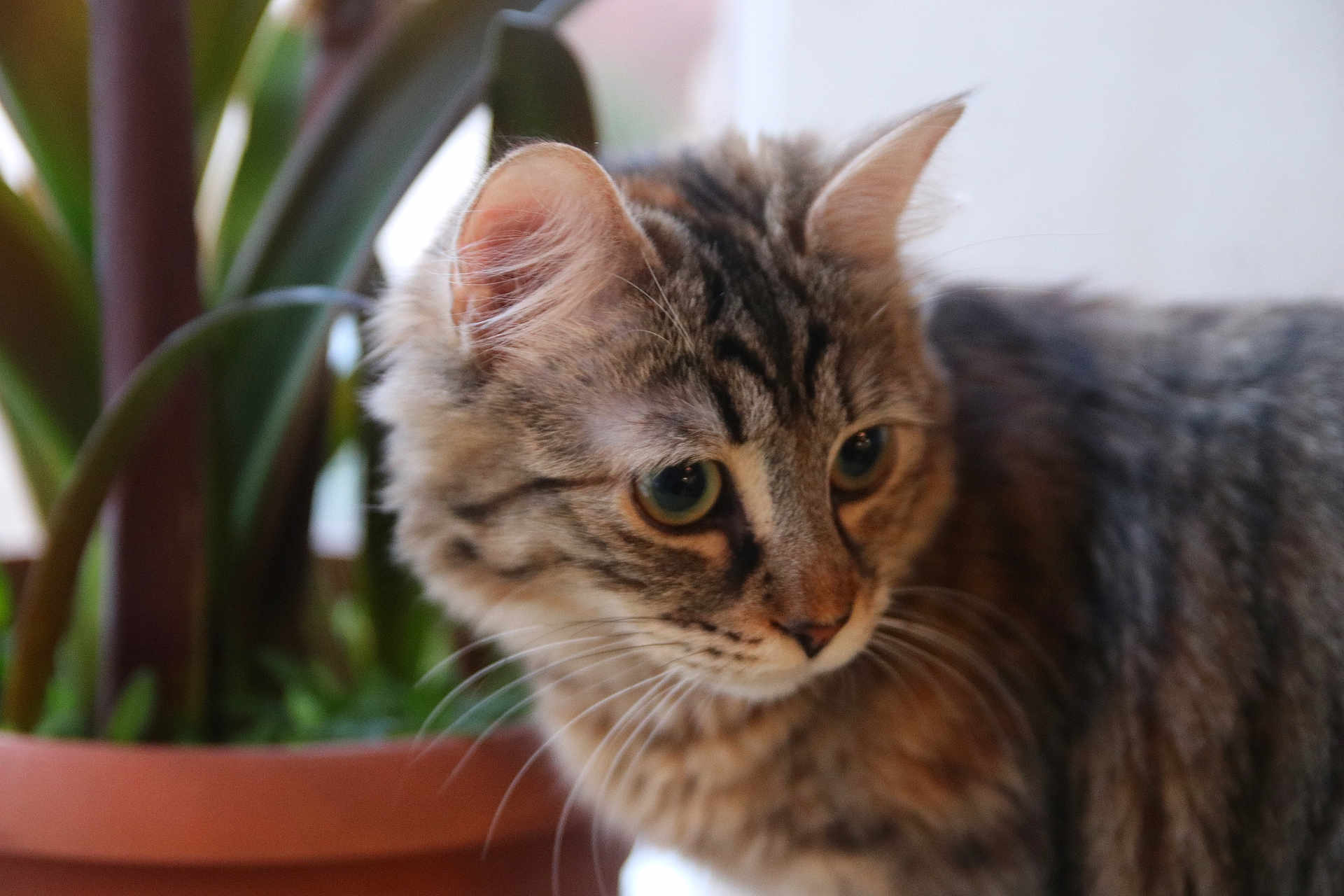 Bellita