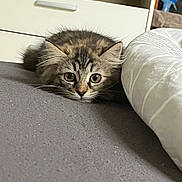 Bellita a rejoint le concours — aidez-le/la à gagner de superbes lots ! abyssinian, animal, bed, bedroom, blanket, cat, computer, couch, cushion, drawer, furniture, homedecor, indoors, kitten, linen, manx, pet, room, shelf, wood