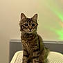 Bellita a rejoint le concours — aidez-le/la à gagner de superbes lots ! abyssinian, animal, cat, egyptiancat, kitten, manx, pet