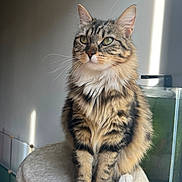 Minette a rejoint le concours — aidez-le/la à gagner de superbes lots ! cat, tabby, fluffy, sitting, perch, indoor, sunlight, whiskers, paws, feline, pet, striped, cute, domestic_animal, fur, animal, relaxed, closeup, portrait, calm