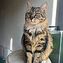 cat, tabby, fluffy, sitting, perch, indoor, sunlight, whiskers, paws, feline, pet, striped, cute, domestic_animal, fur, animal, relaxed, closeup, portrait, calm