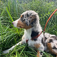 Arlo participe au concours pour gagner de l'argent avec cette photo : dog, puppy, grass, leash, outdoor, nature, greenery, tricolor, animal, pet, canine, fur, side_view, young, alert, snout, ears, collar, resting, field