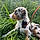 Arlo