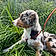 Arlo