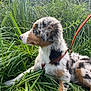 dog, puppy, grass, leash, outdoor, nature, greenery, tricolor, animal, pet, canine, fur, side_view, young, alert, snout, ears, collar, resting, field