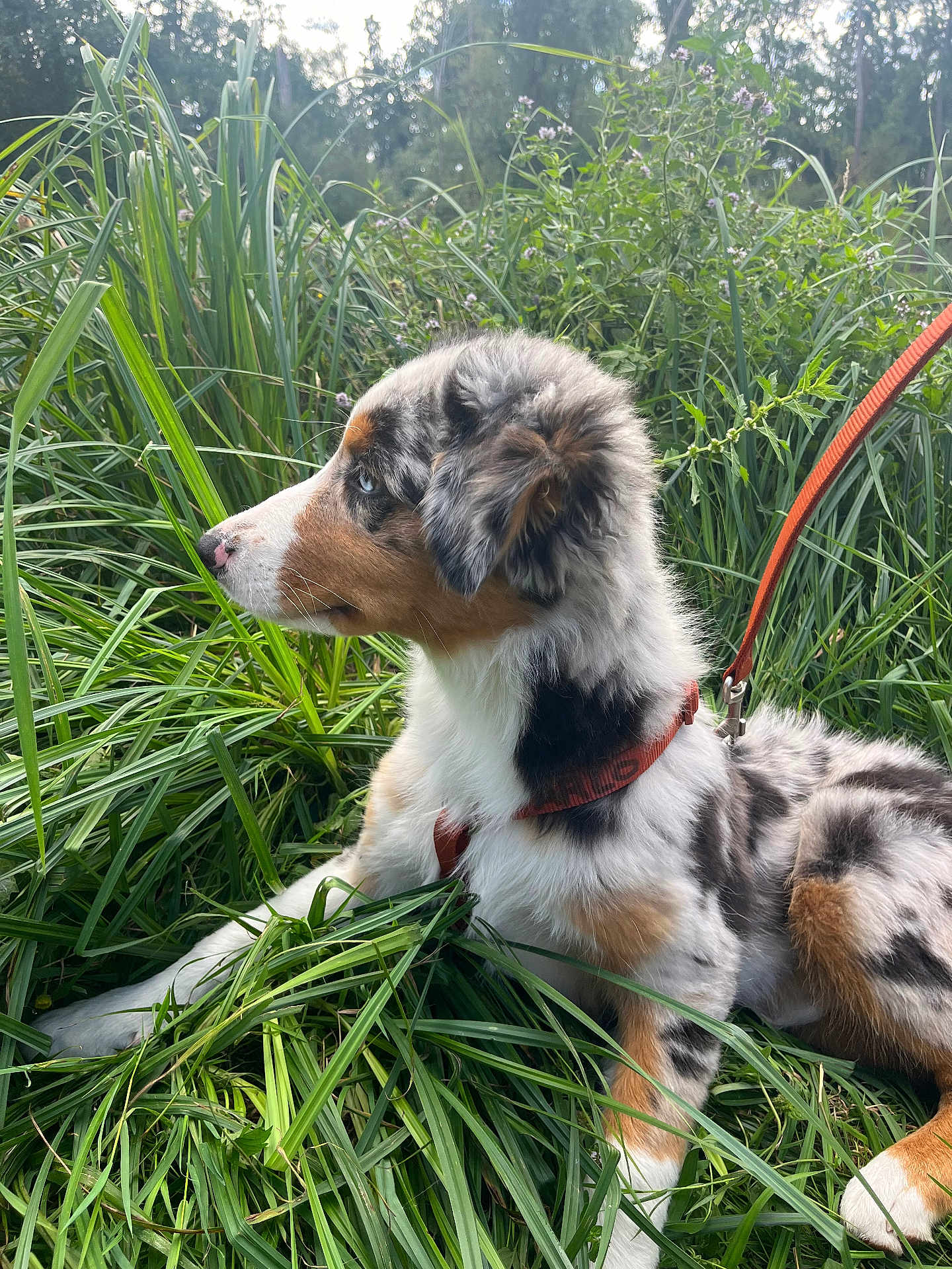 Arlo participe au concours pour gagner de l'argent avec cette photo : dog, puppy, grass, leash, outdoor, nature, greenery, tricolor, animal, pet, canine, fur, side_view, young, alert, snout, ears, collar, resting, field
