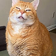 Garfiel joined the competition — help win amazing prizes! cat, orange_tabby, chubby, indoor, pet, feline, expression, sitting, fur, whiskers, ears, face, domestic_animal, chair, home, cute, mammal, portrait, animal, lazy