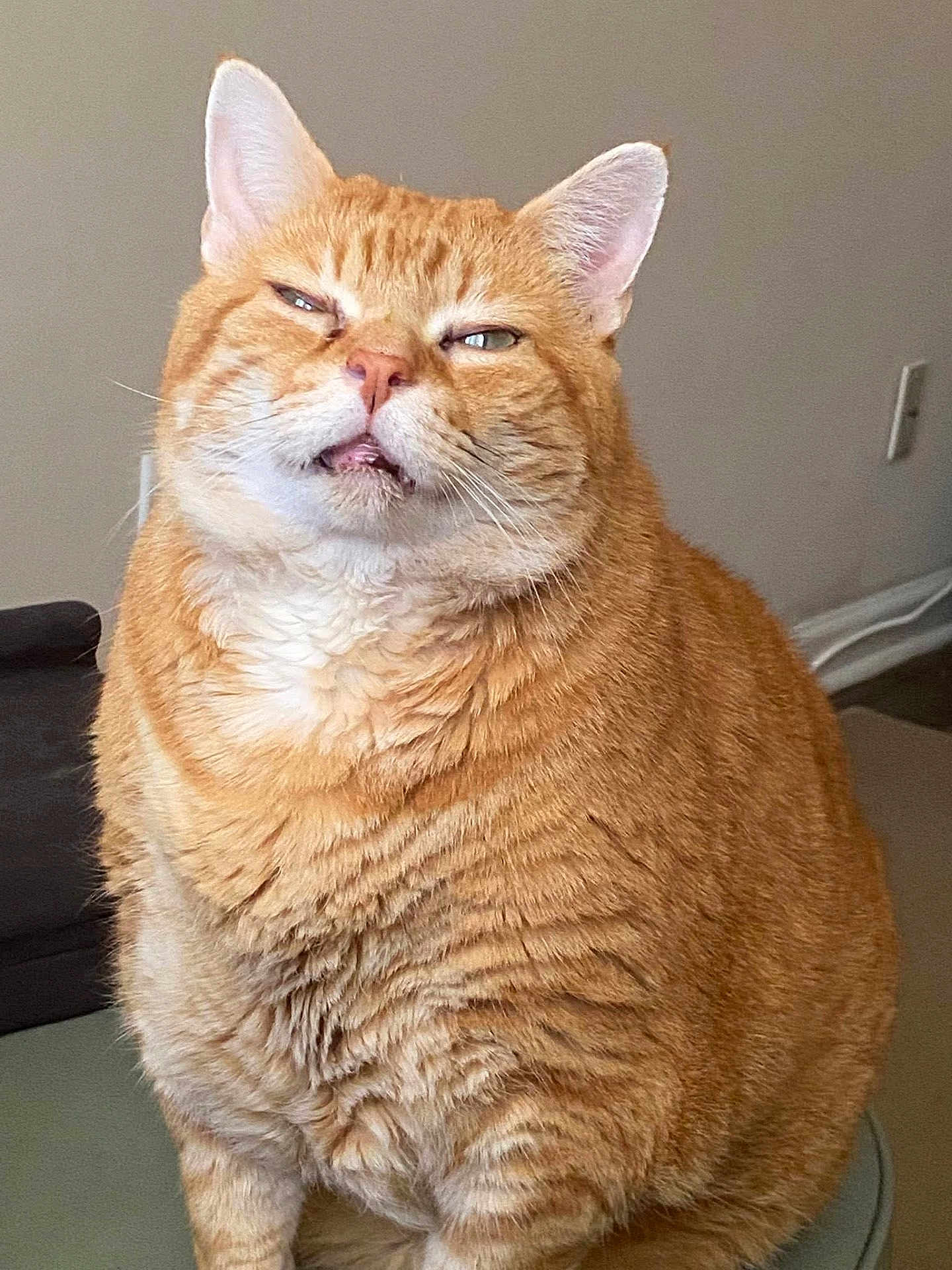 Garfiel joined the competition — help win amazing prizes! cat, orange_tabby, chubby, indoor, pet, feline, expression, sitting, fur, whiskers, ears, face, domestic_animal, chair, home, cute, mammal, portrait, animal, lazy