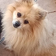 Isis participe au concours pour gagner de l'argent avec cette photo : dog, pomeranian, fluffy, pet, animal, cute, tilted_head, fur, brown, small_dog, indoors, floor, portrait, canine, companion, adorable, curious, closeup, sitting, domestic_animal