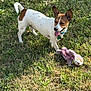 Peanut joined the competition — help win amazing prizes! dog, grass, toy, outdoor, pet, playful, sunlight, tongue_out, brown_and_white, small_dog, animal, collar, cute, nature, happy, fur, ears, daytime, green, mammal