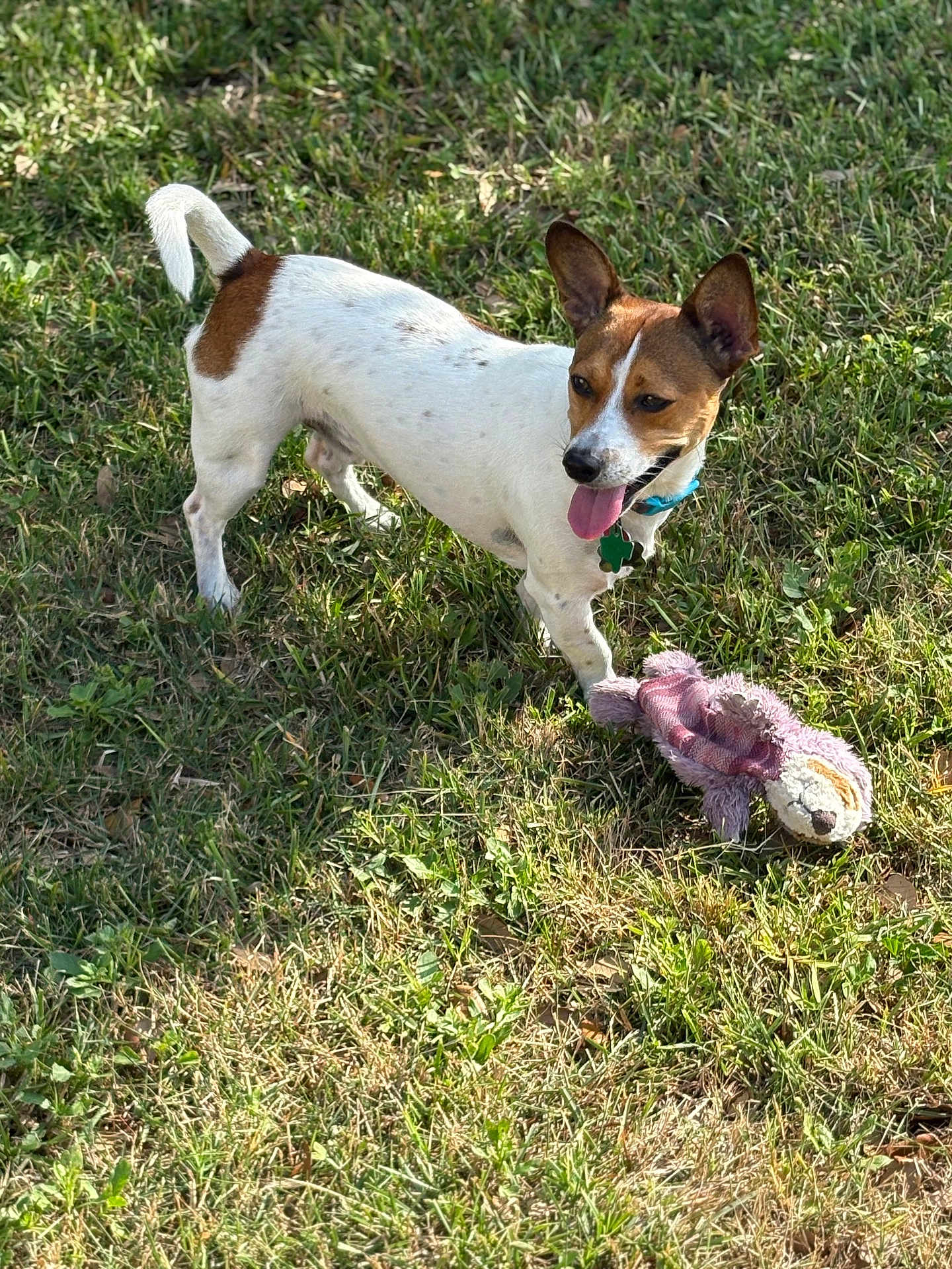 Peanut