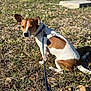 Peanut is registered to the contest to win money with this photo: dog, animal, pet, outdoor, grass, leash, collar, brown, white, sunlight, nature, sitting, small_dog, ears, canine, fur, daytime, ground, looking_back, leaf