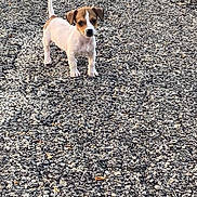 Peanut is registered to the contest to win money with this photo: puppy, dog, small_dog, brown_and_white, outdoor, gravel, curious, standing, tail_up, young_dog, animal, pet, canine, alert, daylight, nature, ground, walkway, adorable, companion