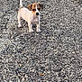 adorable, alert, animal, brown_and_white, canine, companion, curious, daylight, dog, gravel, ground, nature, outdoor, pet, puppy, small_dog, standing, tail_up, walkway, young_dog