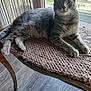 cat, tabby_cat, indoor, table, knit_mat, wooden_table, window, greenery, flooring, curious, pet, feline, resting, relaxed, animal, mammal, whiskers, ears, eyes, paws