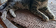Iris a rejoint le concours — aidez-le/la à gagner de superbes lots ! cat, tabby_cat, indoor, table, knit_mat, wooden_table, window, greenery, flooring, curious, pet, feline, resting, relaxed, animal, mammal, whiskers, ears, eyes, paws