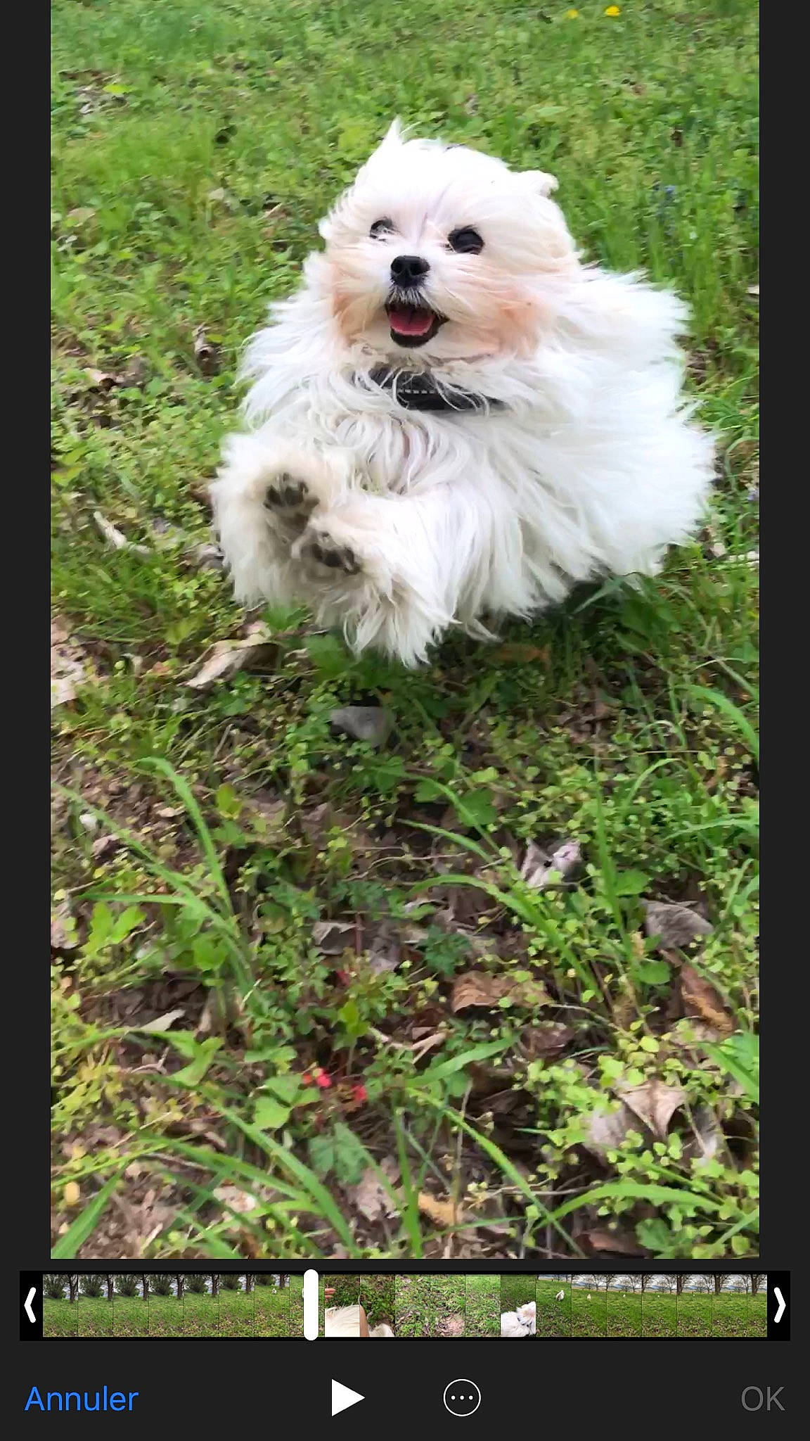 Maé a rejoint le concours — aidez-le/la à gagner de superbes lots ! bichon, bolognese, bolonka, canidae, carnivore, cavachon, chinese_imperial_dog, cockapoo, companion_dog, coton_de_tulear, dog, dog_breed, grass, havanese, lhasa_apso, maltese, mammal, pomeranian, puppy, vertebrate