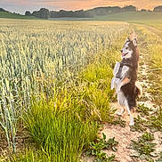 Pango a rejoint le concours — aidez-le/la à gagner de superbes lots ! dog, standing, field, grass, dirt_path, sunset, sky, clouds, trees, nature, outdoor, animal, fur, happy, pet, walking_path, greenery, rural, landscape, scenic