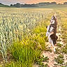 dog, standing, field, grass, dirt_path, sunset, sky, clouds, trees, nature, outdoor, animal, fur, happy, pet, walking_path, greenery, rural, landscape, scenic