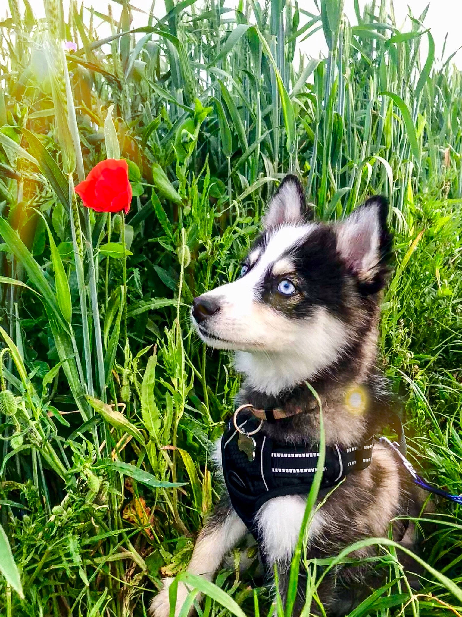 Pango a rejoint le concours — aidez-le/la à gagner de superbes lots ! alaskan_klee_kai, alaskan_malamute, canidae, carnivore, dog, dog_breed, flower, grass, mammal, miniature_siberian_husky, plant, puppy, rare_breed_dog, saarloos_wolfdog, sakhalin_husky, siberian_husky, sled_dog, vertebrate, wolfdog, working_dog