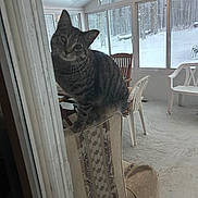 Amy is registered to the contest to win money with this photo: cat, tabby_cat, chair, armchair, indoor, sunroom, window, snow, forest, wood, curious, pet, furniture, floor, daylight, cozy, patterned, tilted_head, animal, domestic_cat