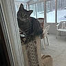cat, tabby_cat, chair, armchair, indoor, sunroom, window, snow, forest, wood, curious, pet, furniture, floor, daylight, cozy, patterned, tilted_head, animal, domestic_cat