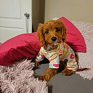 Gigi joined the competition — help win amazing prizes! puppy, dog, bed, pajamas, brown_fur, cute, pet, indoor, pillow, blanket, soft_texture, curious, small_dog, fur, animal, cozy, looking, resting, domestic, young