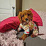 puppy, dog, bed, pajamas, brown_fur, cute, pet, indoor, pillow, blanket, soft_texture, curious, small_dog, fur, animal, cozy, looking, resting, domestic, young