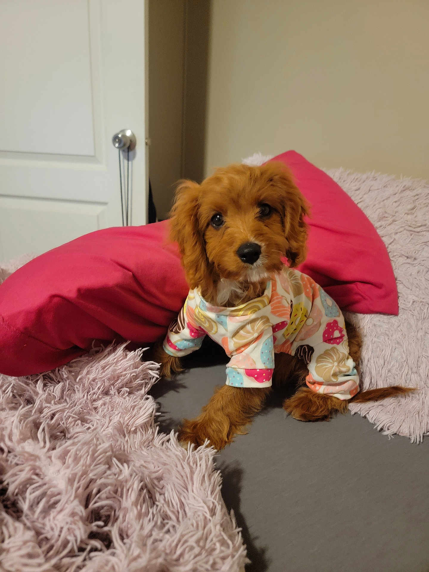 Gigi joined the competition — help win amazing prizes! puppy, dog, bed, pajamas, brown_fur, cute, pet, indoor, pillow, blanket, soft_texture, curious, small_dog, fur, animal, cozy, looking, resting, domestic, young