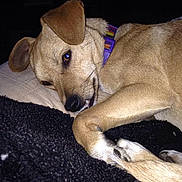 Nala joined the competition — help win amazing prizes!