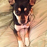 Chisme is registered to the contest to win money with this photo: