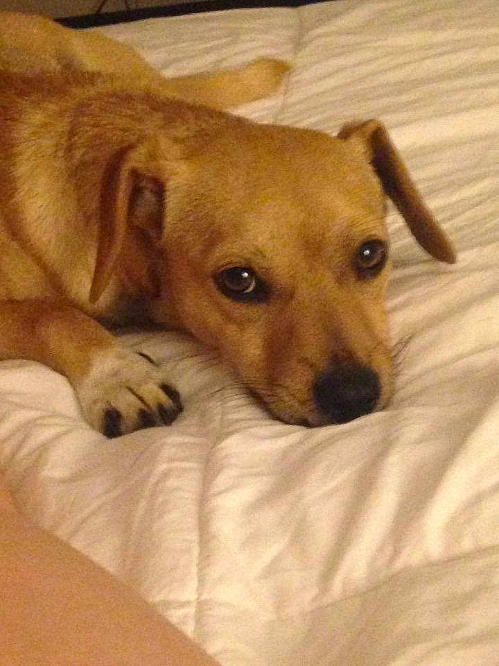 Nala