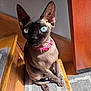 sphynx_cat, cat, pet, hairless_cat, blue_eyes, pink_collar, indoor, wooden_stairs, gray_rug, sunlight, shadow, sitting, animal, close_up, portrait, feline, domestic_cat, quiet, curious, home
