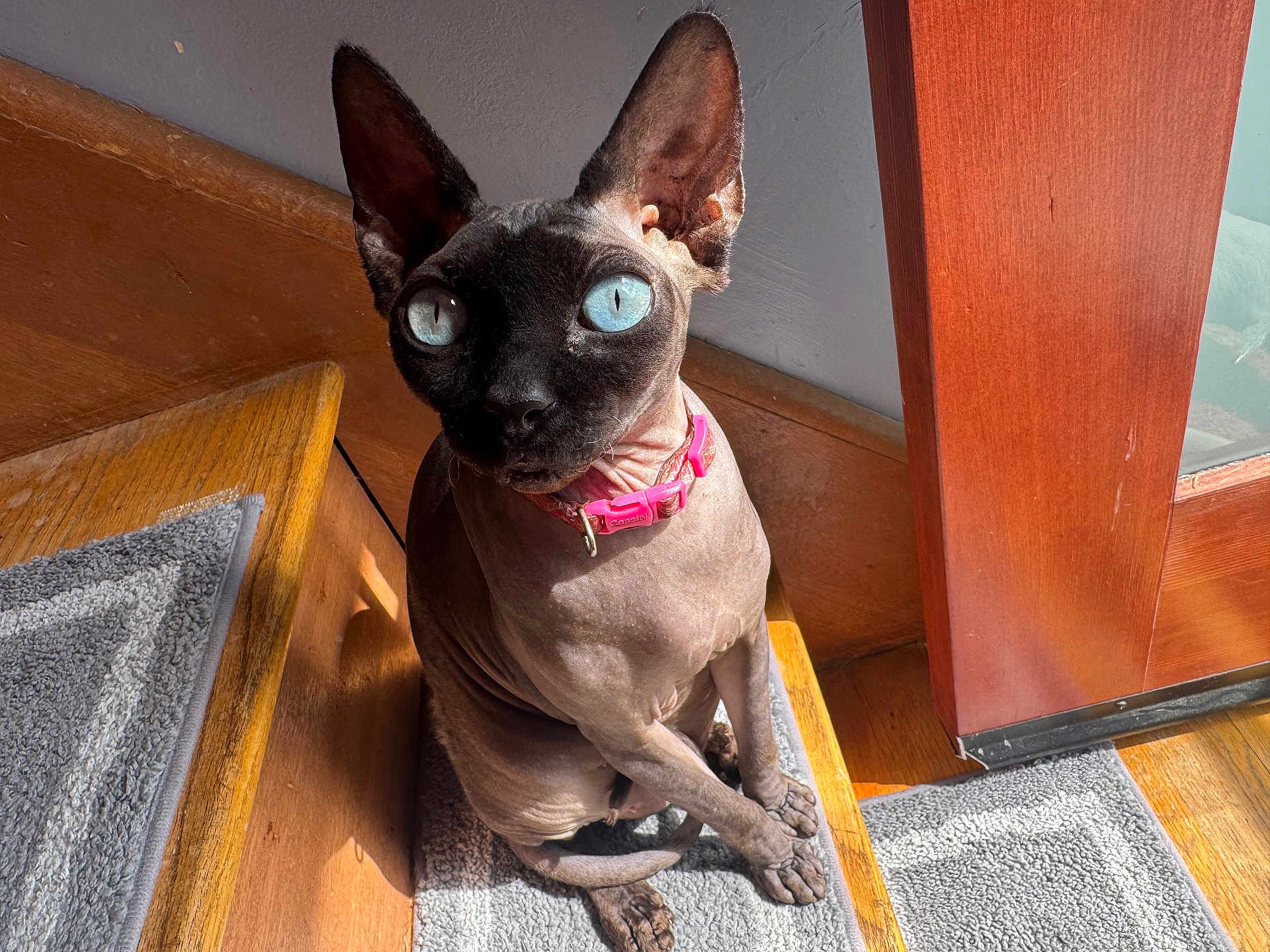 Bella