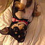 Chisme is registered to the contest to win money with this photo: