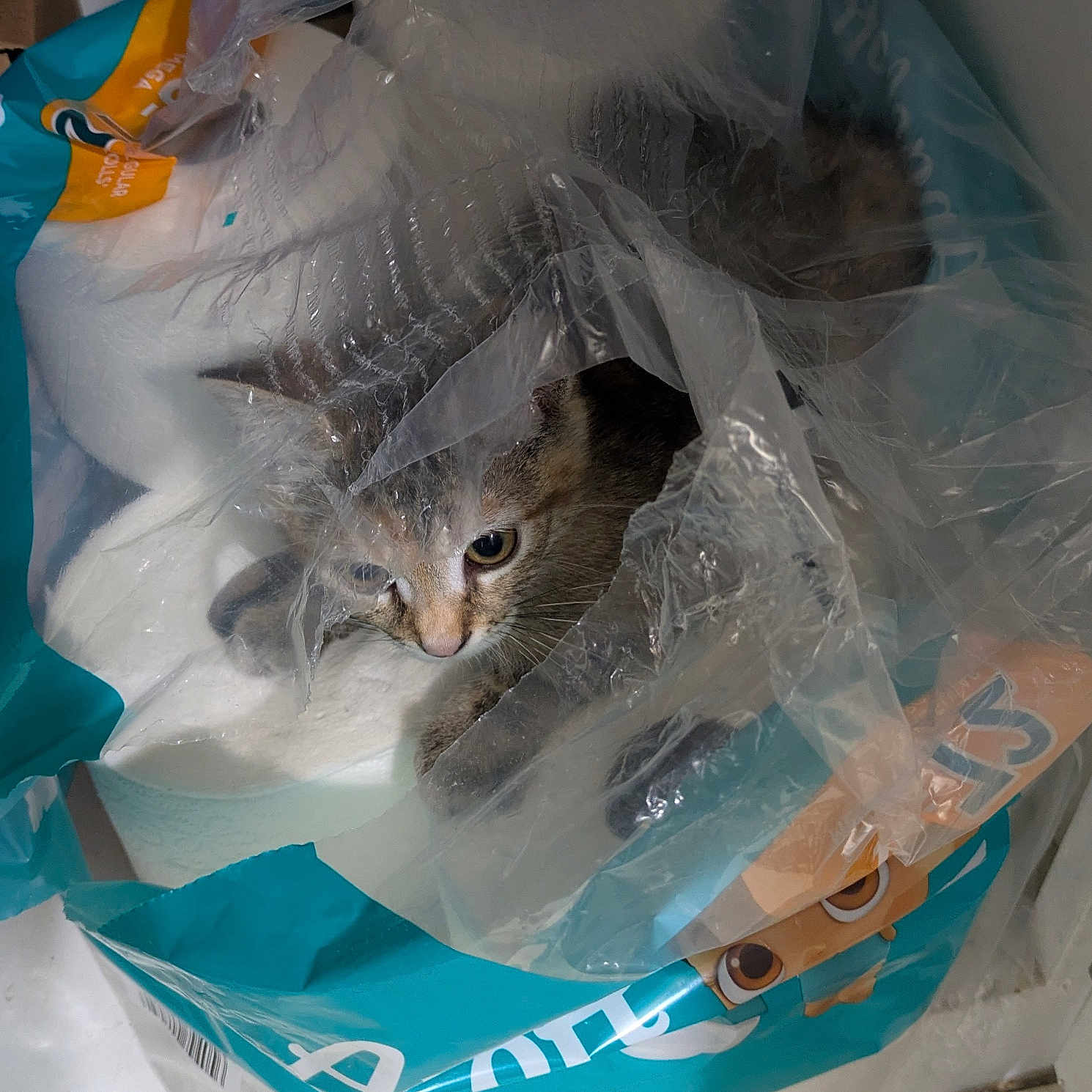 Willow is registered to the contest to win money with this photo: animal, cat, container, curious, cute, domestic_animal, eyes, floor, fur, indoor, kitten, packaging, paws, pet, plastic_bag, playful, sitting, small, toilet_paper, whiskers