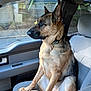 Roxie joined the competition — help win amazing prizes! animal, canine, car_interior, collar, daytime, dog, domestic_animal, ears, front_seat, fur, german_shepherd, looking_out, paws, pet, resting, seat, side_view, sitting, vehicle, window