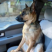 Roxie joined the competition — help win amazing prizes! animal, canine, car_interior, collar, daytime, dog, domestic_animal, ears, front_seat, fur, german_shepherd, looking_out, paws, pet, resting, seat, side_view, sitting, vehicle, window