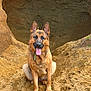 dog, german_shepherd, animal, pet, outdoor, sand, cave, nature, tongue_out, ears_up, sitting, adventure, canine, mammal, happy, brown, fur, portrait, alert, companion