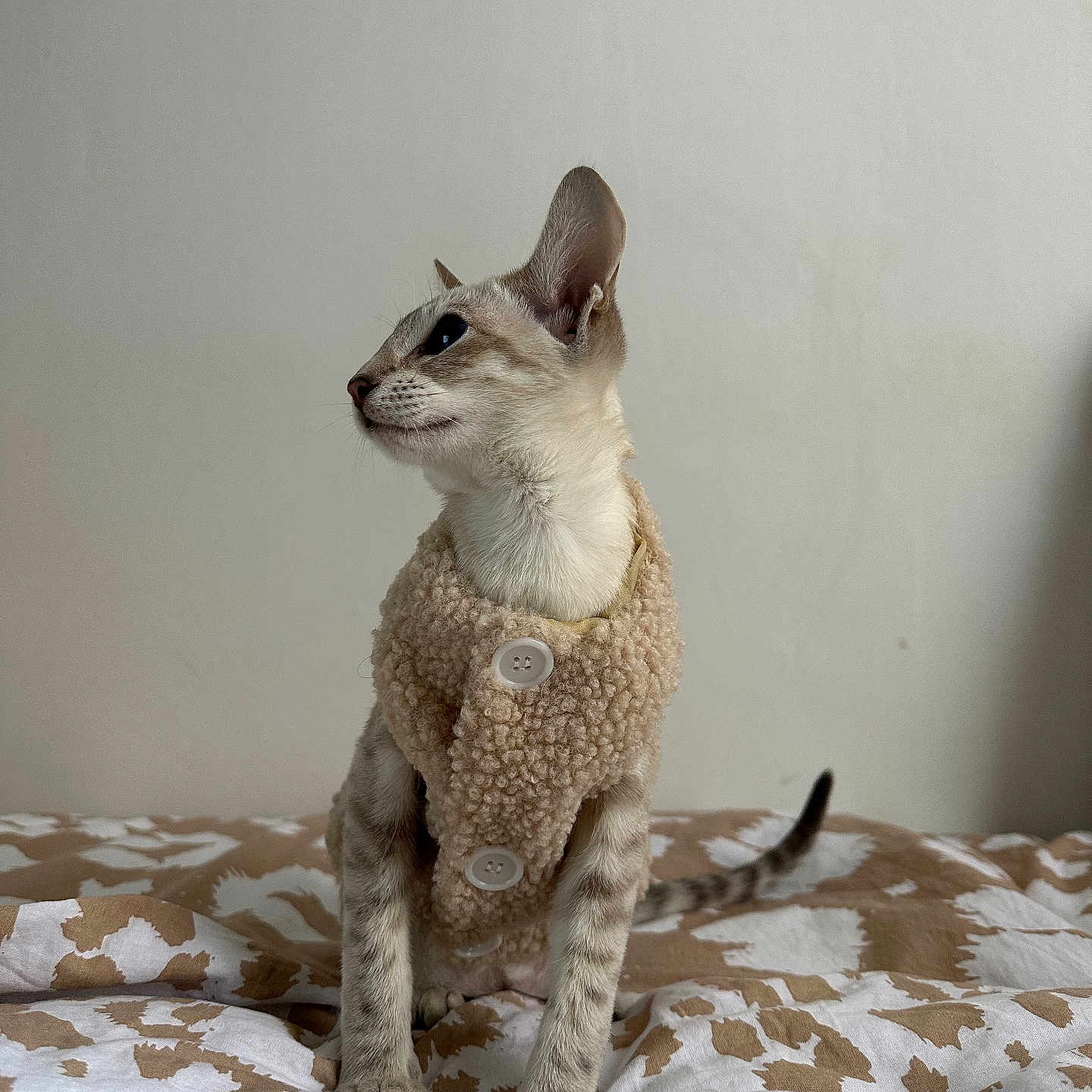 Aïka participe au concours pour gagner de l'argent avec cette photo : abyssinian, animal, bed, bedroom, blanket, canine, cat, dog, egyptiancat, furniture, homedecor, indoors, kitten, linen, manx, pet, plush, quilt, siamese, toy