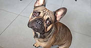 Sergio participe au concours pour gagner de l'argent avec cette photo : animal, bostonbull, boxer, bulldog, canine, chair, dog, frenchbulldog, furniture, head, person, pet, pitbull, pug, puppy