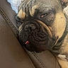 Sergio participe au concours pour gagner de l'argent avec cette photo : animal, boxer, bulldog, canine, cushion, dog, frenchbulldog, homedecor, person, pet, pitbull, pug, puppy, sleeping, snout