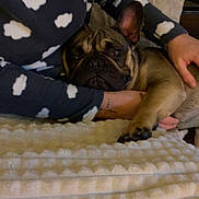 Sergio participe au concours pour gagner de l'argent avec cette photo : animal, blanket, bulldog, canine, cattle, couch, cow, cushion, dog, face, frenchbulldog, furniture, head, homedecor, livestock, person, pet, pitbull, pug, puppy