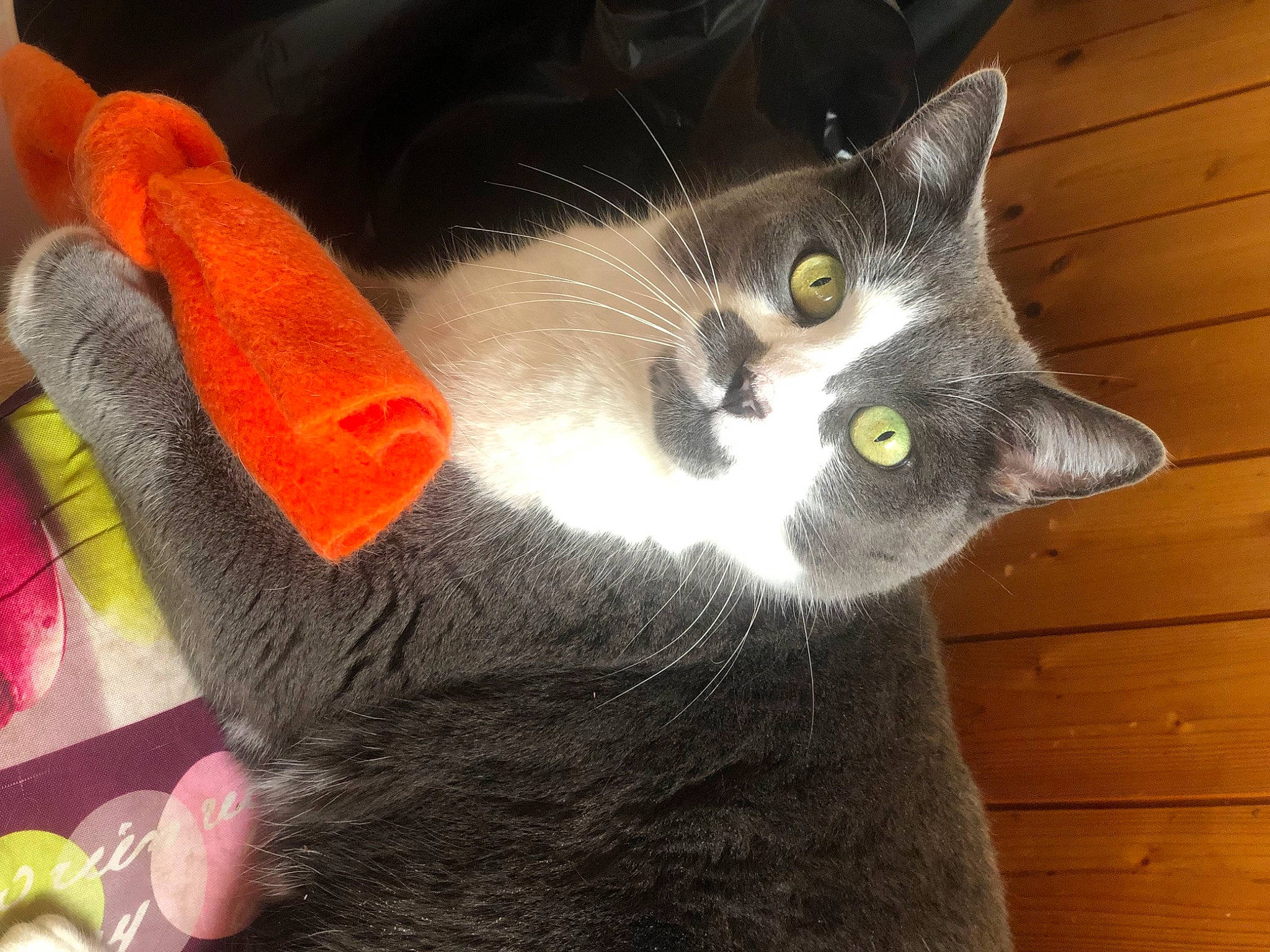 Choupy a rejoint le concours — aidez-le/la à gagner de superbes lots ! black_cat, carnivore, cat, chartreux, claw, domestic_short_haired_cat, ear, felidae, fur, grey, hardwood, mammal, paw, small_to_medium_sized_cats, snout, tail, vertebrate, whiskers, wood